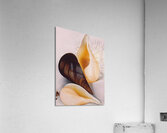 Georgia OKeeffe - Two White Shells One Black Shell Acrylic Print