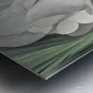 Georgia OKeeffe - The White Calico Flower .1931 Metal print