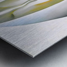 Georgia OKeeffe - Slightly Open Clam Shell 1926 Metal print