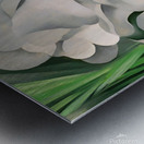 Georgia OKeeffe - The White Calico Flower  Metal print