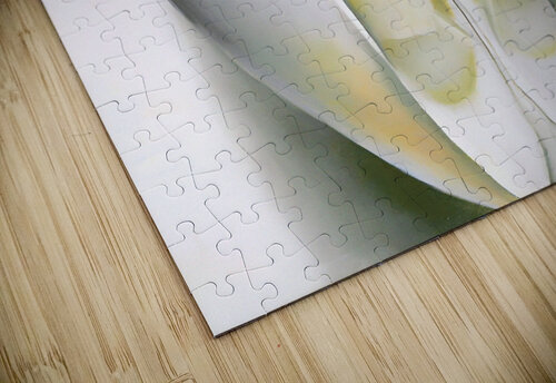 Georgia OKeeffe - Slightly Open Clam Shell 1926 William Store puzzle