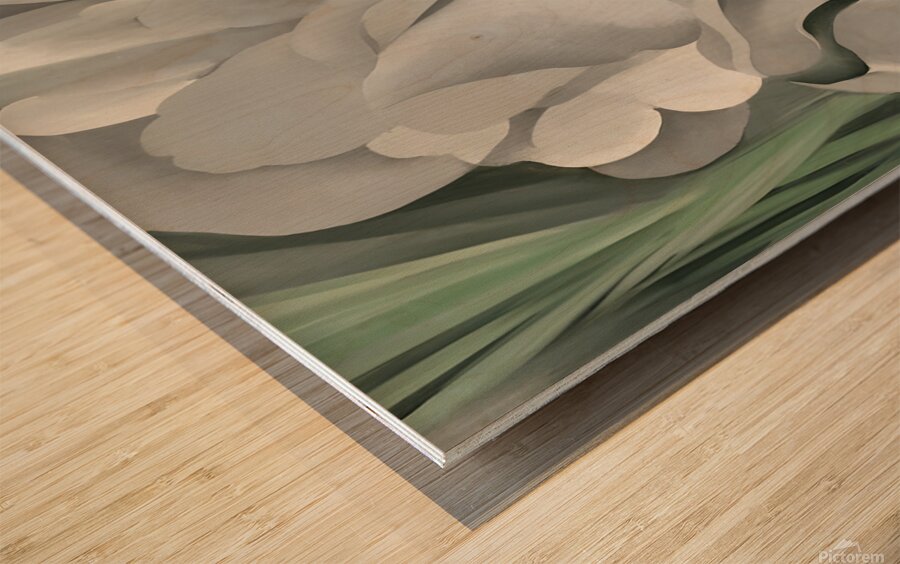 Georgia OKeeffe - The White Calico Flower .1931 Wood print