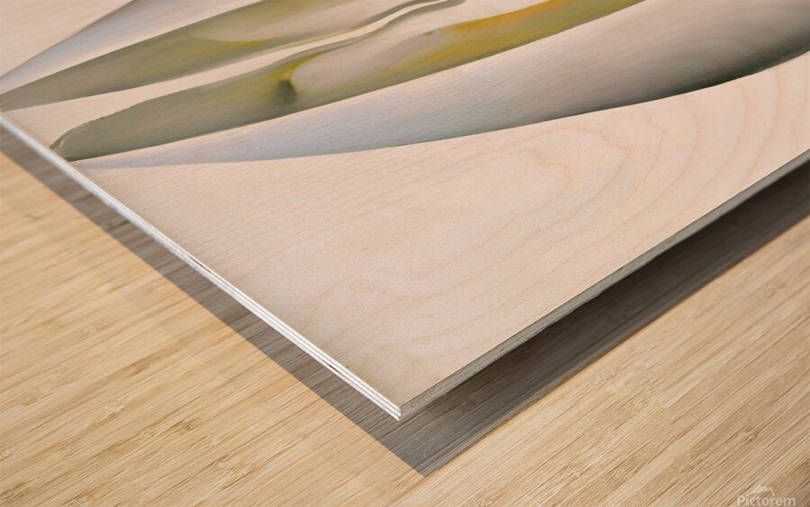 Georgia OKeeffe - Slightly Open Clam Shell 1926 Wood print