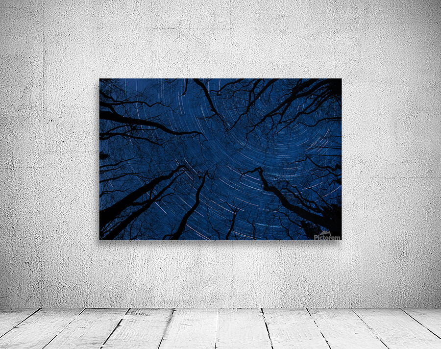 Star Trails with trees Wall Preview