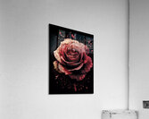 Red Rose Elegance Acrylic Print