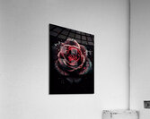 Red Rose Elegance Acrylic Print