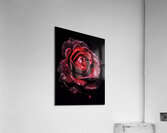 Red Rose Elegance Acrylic Print