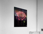 Red Rose Elegance Acrylic Print