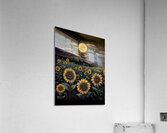 Radiant Sunflower Acrylic Print