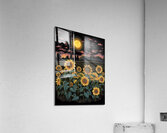Radiant Sunflower Acrylic Print