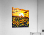 Sunflower field at sunset Acrylic Print