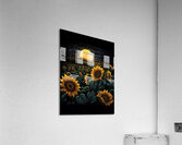 Radiant Sunflower Acrylic Print