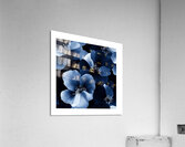 Blue  Flower  Acrylic Print