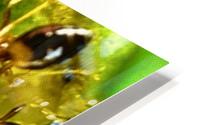 Hungry ants HD Metal print