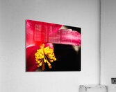Begonia.1 Acrylic Print
