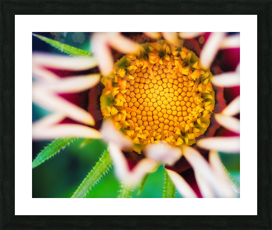 Flower.2 Picture Frame print
