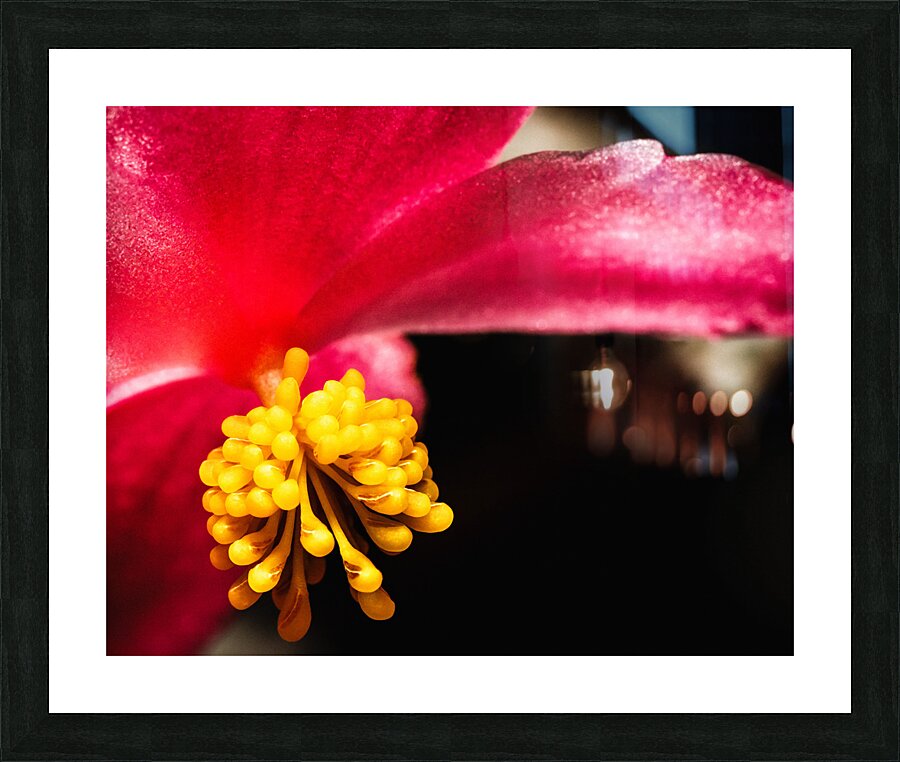 Begonia.1 Picture Frame print