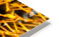 Flower.3 HD Metal print