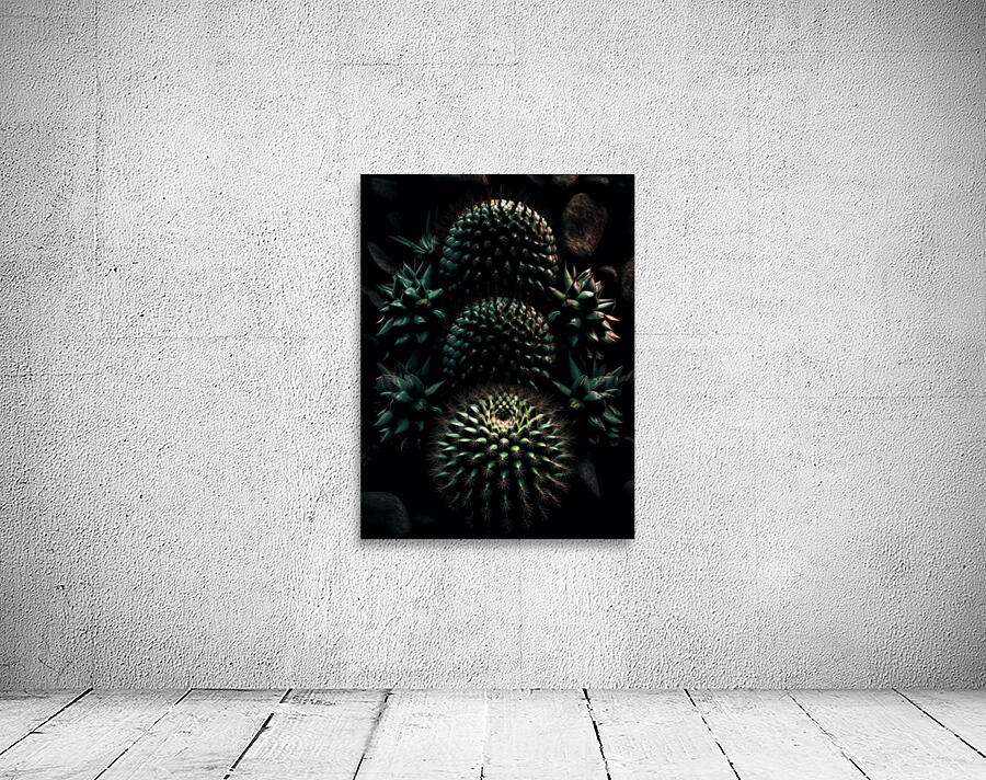 Succulent Shadows.1 Wall Preview