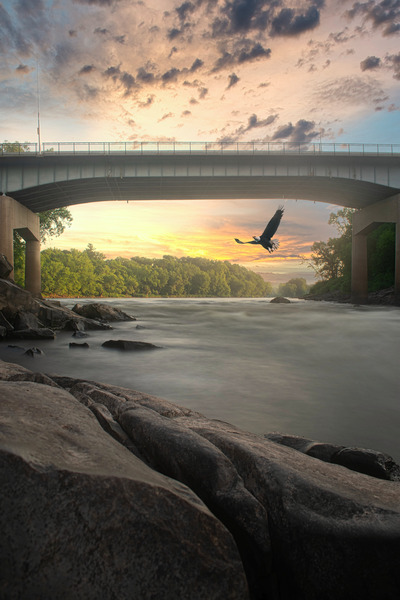 American Eagle Digital Download