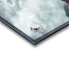 Wildflower Acrylic print