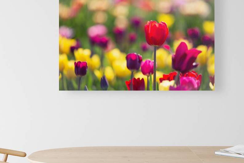 Beautiful Tulips Red Purple Yellow Pink by Andrew Pacheco