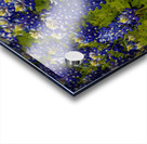 Bluebonnets   Pano Acrylic print