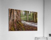 WOODSY Acrylic Print