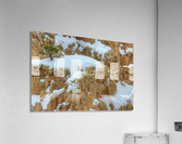 THE LONE TREE Acrylic Print