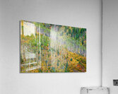 Aspen Forest Acrylic Print