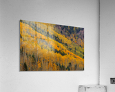 AUTUMN ROWS  Acrylic Print