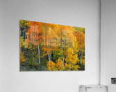 AUTUMN SERENITY  Acrylic Print