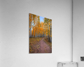 PATHWAY TO WONDER Acrylic Print