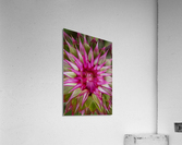 STARBURST Acrylic Print