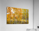 ASPEN GRACE Acrylic Print