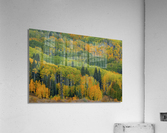 AUTUMN TRANSITION Acrylic Print