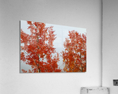 RED ORANGE TRANSFORMATION 2 Acrylic Print