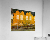Vivid Aspens 2 Acrylic Print