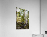 Dancing Aspen Trees Acrylic Print
