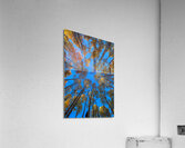 Fiery Aspens Acrylic Print