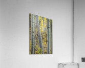 Aspen Trunks 2 Acrylic Print