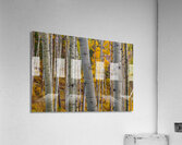 Aspen Trunks 1 Acrylic Print