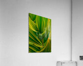 Leaf Patterns Acrylic Print
