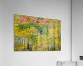 Autumn Rapture Acrylic Print