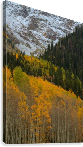 ASPEN  RISE Canvas Print