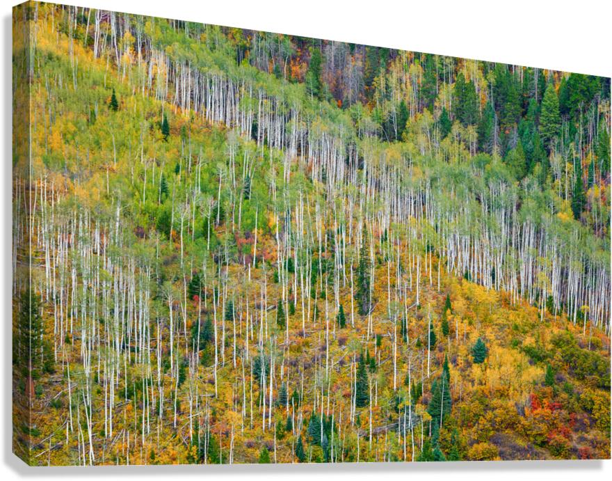 Aspen Forest Canvas Print