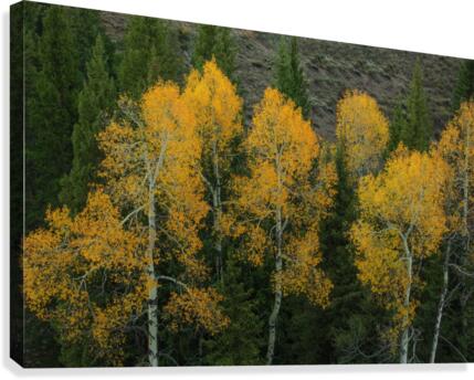 LIGHT IN THE DARKNESS  Canvas Print