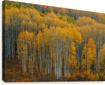 UNITED WE  STAND-HORIZONTAL  Canvas Print