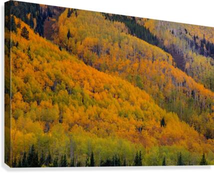 AUTUMN METAMORPHOSIS Canvas Print
