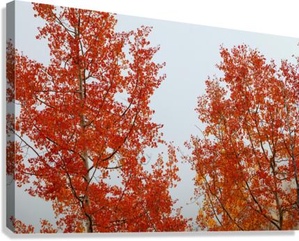 RED ORANGE TRANSFORMATION 2 Canvas Print
